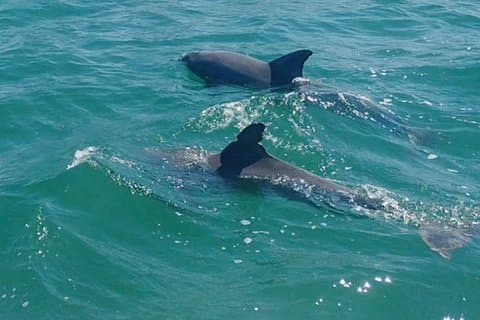 Private Clearwater Beach & Dolphin Boat Tour (3 hours, 6 guests)