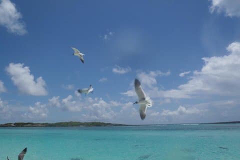 Excursión de un día a Papeete Tetiaroa en catamarán premium