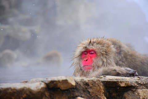 1 - Dag Privétour Nagano Sneeuwapen Zenko-ji Tempel Sake Test