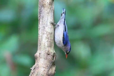 Billeder af Doi Inthanon