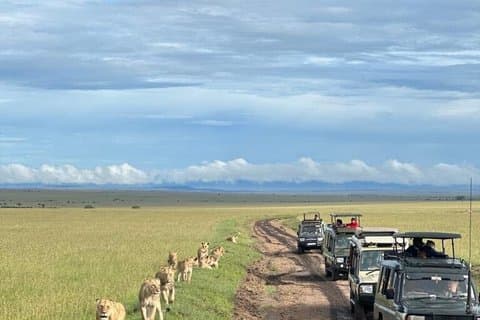 Nairobi National Park Day Trip with Expert Guide
