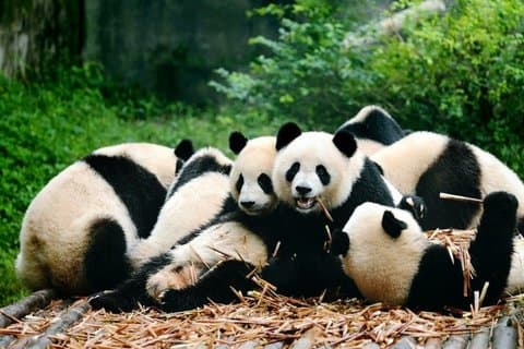 3 Days Highlight Chengdu & Xian Tour by Bullet Train