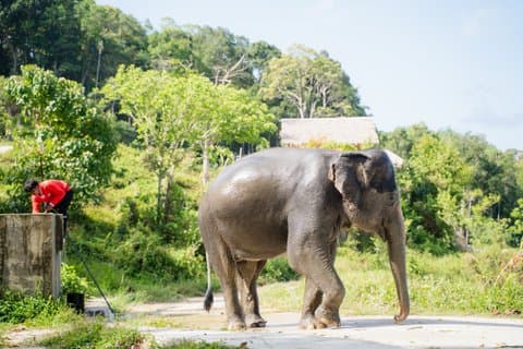 Patong Small-Group Elephant Forest Walk og Keeper Historier