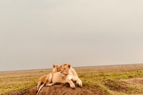 Tagesausflug zum Tarangire Nationalpark Wildlife Safari Abenteuer