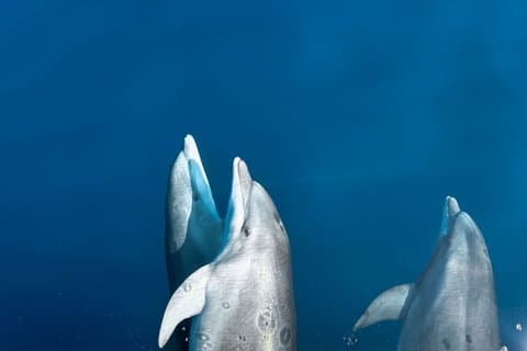 Kamiros Skala: Marine Life Experience