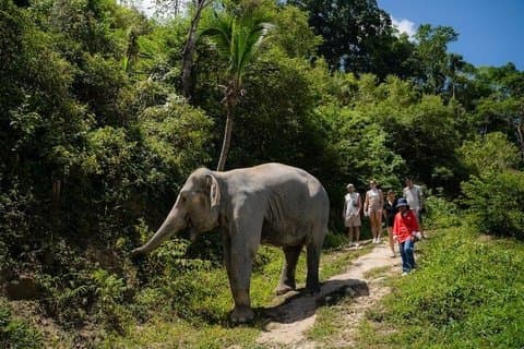 Phuket Ethical Elephant Sanctuary Experience