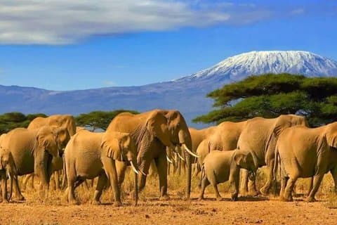 Amboseli National Park 3-daagse Safari vanuit Nairobi