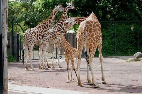 Dagtour naar het Giraffe Center Karen Blixen en Kobe Beads