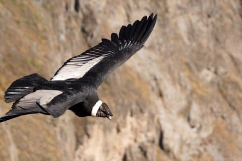Antisana Condor Tour vanuit Quito