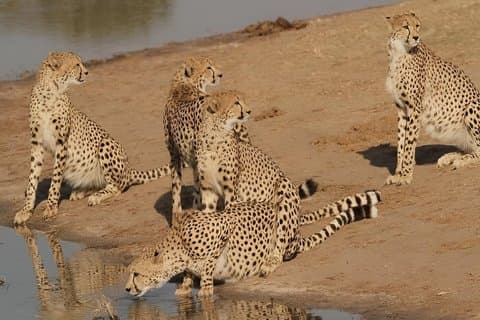 Hwange National Park Volledige dagtour vanuit Victoria Falls