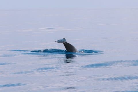 Dolphin Watching in Mallorca – Small Group Marine Life Experience