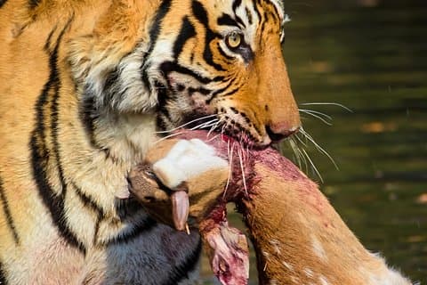 Excursión de un día al Parque Nacional Ranthambore desde Jaipur - Todo incluido