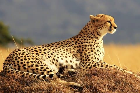 Visite du Nairobi National, Elephant Orphanage &Giraffe Centre