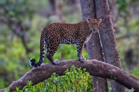 Chillawali (Mohand) Open Jeep Safari – Reserva Rajaji Tiger
