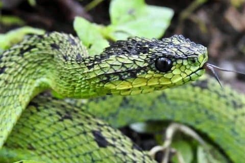 15 Days Herping and Primate Safari