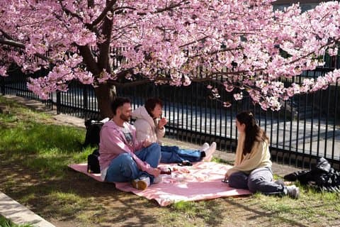 Hidden Cherry Blossom Sakura Picnic to Unwind like a Local