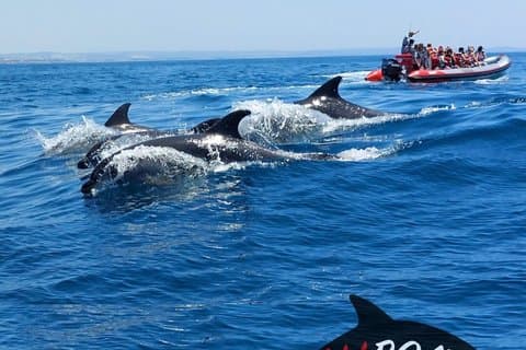 Dolphins Watching from Albufeira