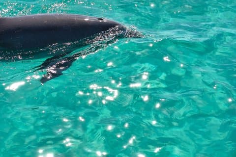 2 Hour (shared) Dolphin Tour Adventure to Shell Island