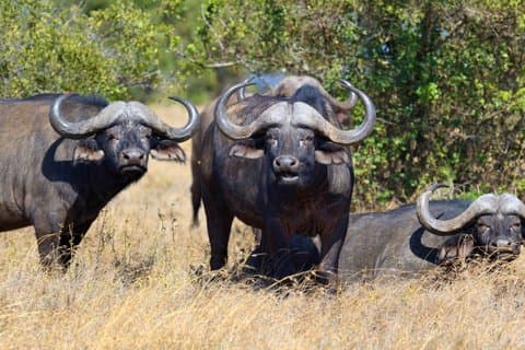 Mikumi Day Safari from Zanzibar with Return Flights