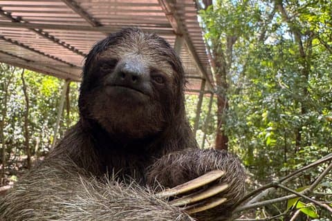 Sanctuaire privé Roatan Sloths and Monkeys Chocolat et rhum