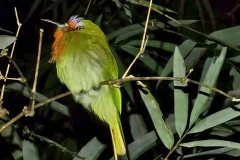 Khaosok Day and Night Wildlife Experience
