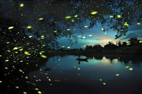Fireflies tur fra Kuala Lumpur