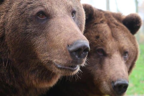 Santuário Libearty Bear e Castelo Bran Dracula