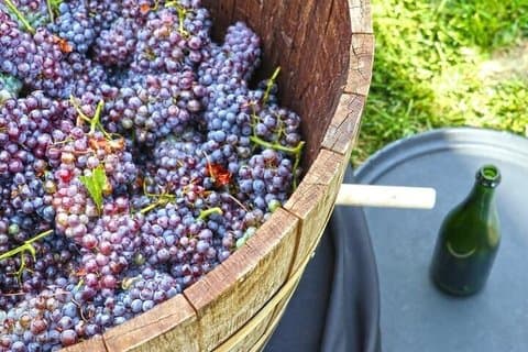 Pisada de uva tradicional Milán Oltrepo Pavese