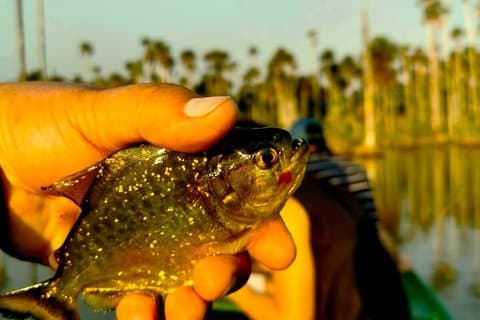 Pêche sportive aux piranhas et observation des oiseaux au lac Yacumama
