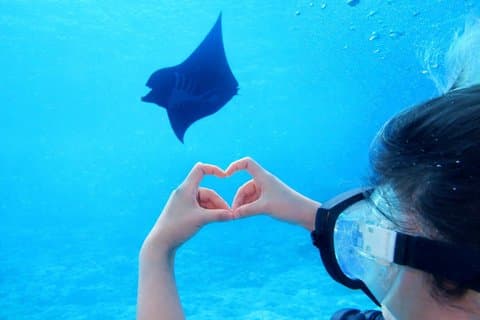 [Half day] Diving and snorkeling on a chartered boat on Ishigaki Island - Beginners are welcome!～