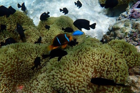 Snorkeling Blue Escape in Taha’a or Raiatea - Half-day