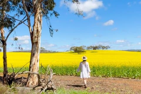 Wildflowers, Canola Fields and Historic New Norcia Day Tour