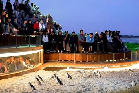 メルボルン発ラックスプライベートフィリップアイランドペンギンパレードツアー