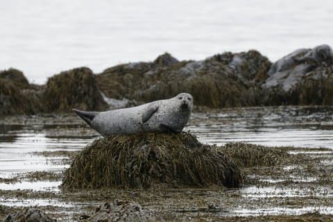 Seal Watching and Scenic Fjord Tour from Isafjordur Port