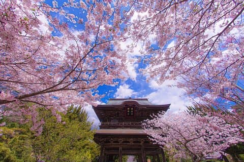 Kamakura Kulturerbe und Natur Wandererlebnis