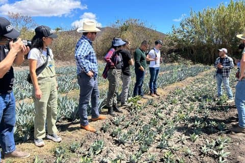 Håndverksmezcal-opplevelse med guidet smaksprøver