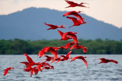 Tour compartido en avión con el ibis escarlata