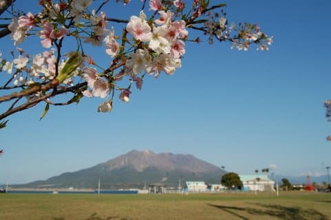 Kagoshima Senganen and Sakurajima Tour by private car
