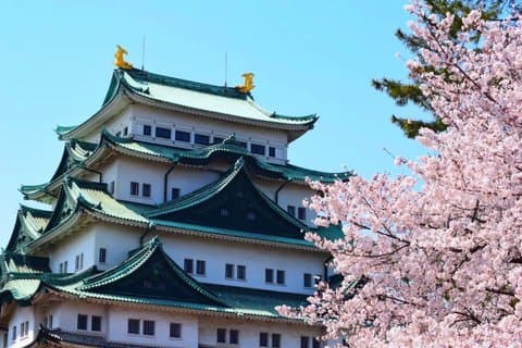 Nagoya Sakura Tour