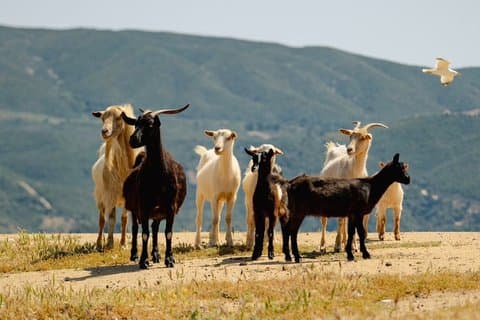 Private Mini Cruise Explore Ammouliani and Drenia Islands