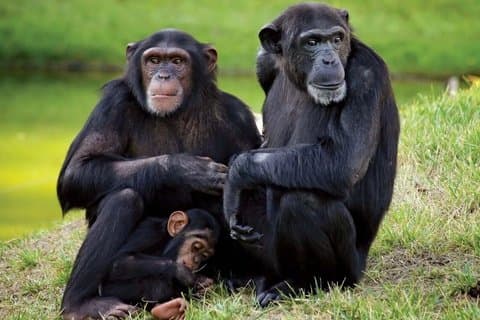 Ganztägige Ol Pejeta und Schimpansen Schutzgebiet Tour von Nairobi
