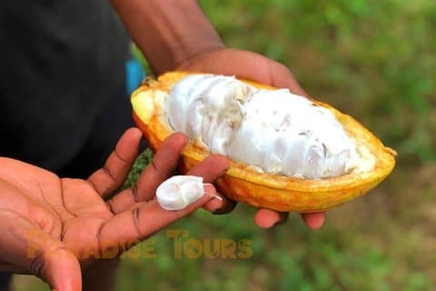 Excursión por la carretera de Cacao : plantaciones, procesos, cata y cultura