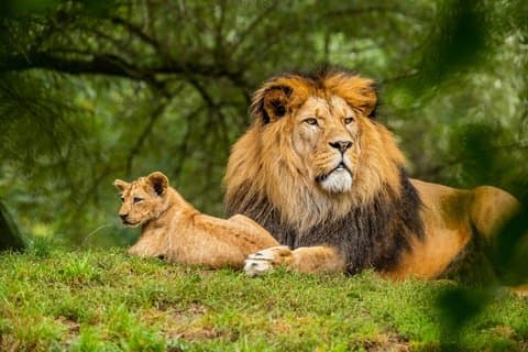 Visita guiada al Parque Nacional de Nairobi