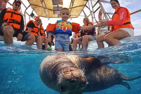 Excursion originale en bateau transparent à Cabo ! Découvrez tout cela en une seule visite !