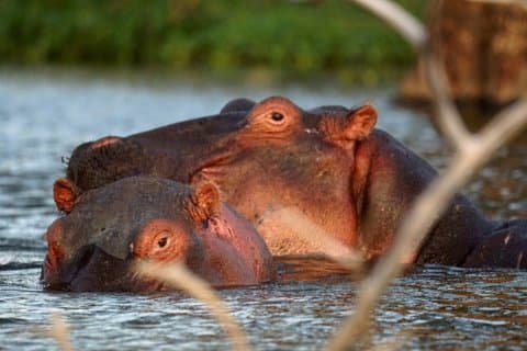 Lake Naivasha & Hell’s Gate National Park Day Tour from Nairobi