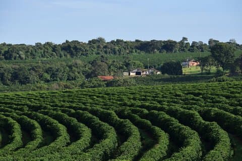 Fairview Coffee Farm Tour en MauMau Cave Paradise Lost