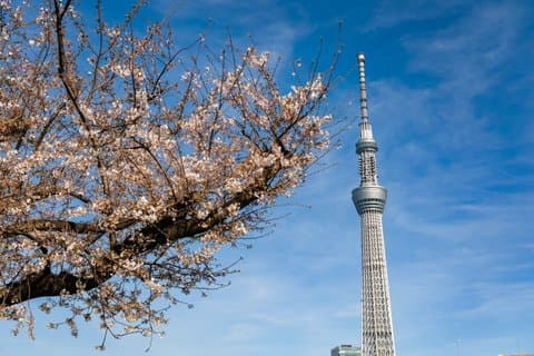 Tokyo Private Half Day Tour with Licensed Guide by Car