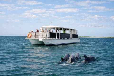 Dolphin & Sightseeing Cruise in Panama City Beach (1.5 hours)