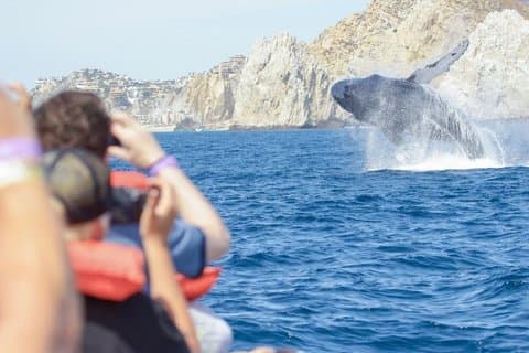 Tour privato di osservazione delle balene di Cabo San Lucas con idrofoni