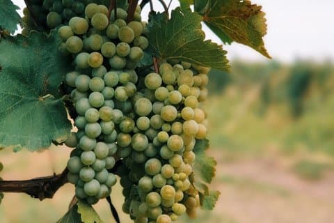 Visite privée de vin de Kakhétie au départ de Tbilissi avec Sighnaghi et Bodbe
